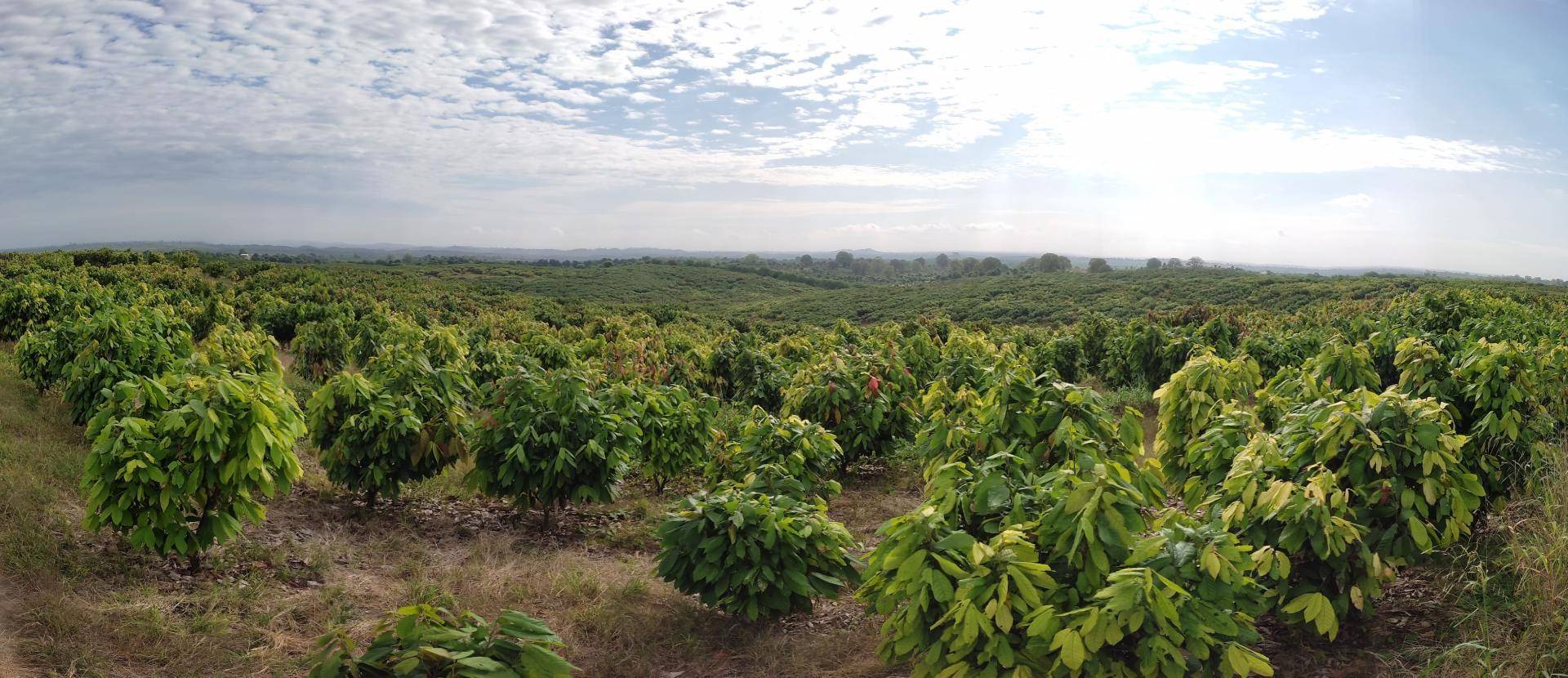 Barry Callebaut establishes R&D cocoa farm in Ecuador