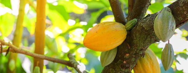 Cacaofruit on tree