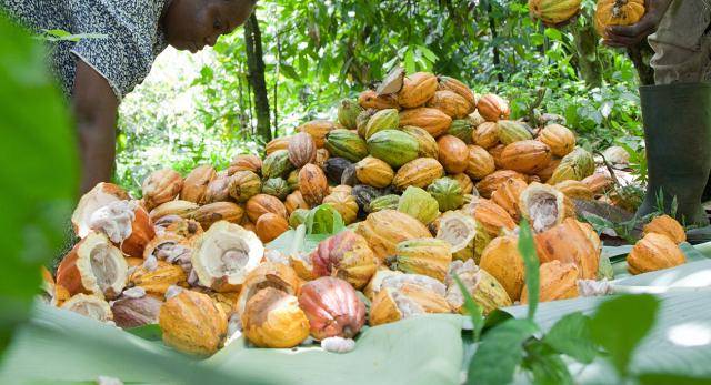 cacao fruits piled up