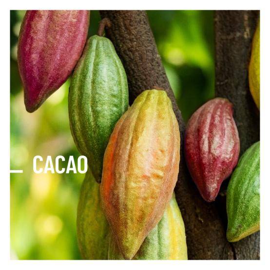 cacao pods