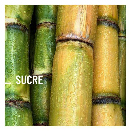  canne à sucre