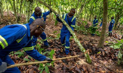 Pruning team farm workers Cote Ivoire
