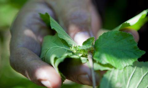 Barry Callebaut achieves FSA Equivalency for Sustainable Hazelnut Charter