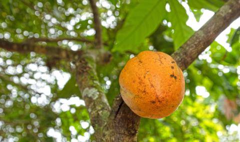 Barry Callebaut and Nestlé Partner to Accelerate Towards Net Zero Cocoa in Brazil