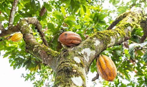 arry Callebaut and Nestlé Partner to Accelerate Towards Net Zero Cocoa in Brazil