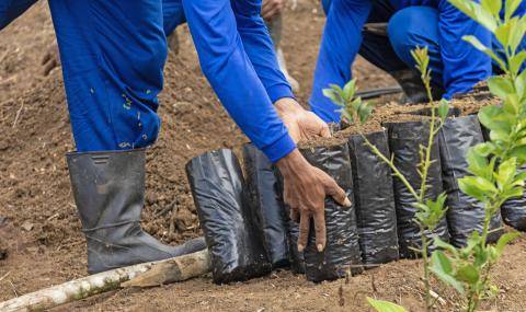 Barry Callebaut and Nestlé Partner to Accelerate Towards Net Zero Cocoa in Brazil