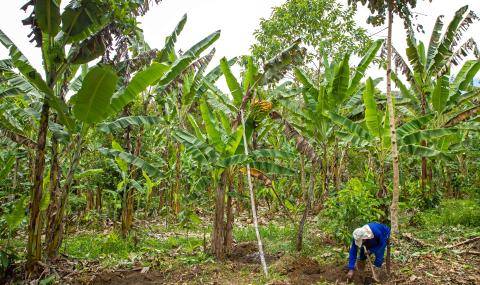 Barry Callebaut and Nestlé Partner to Accelerate Towards Net Zero Cocoa in Brazil