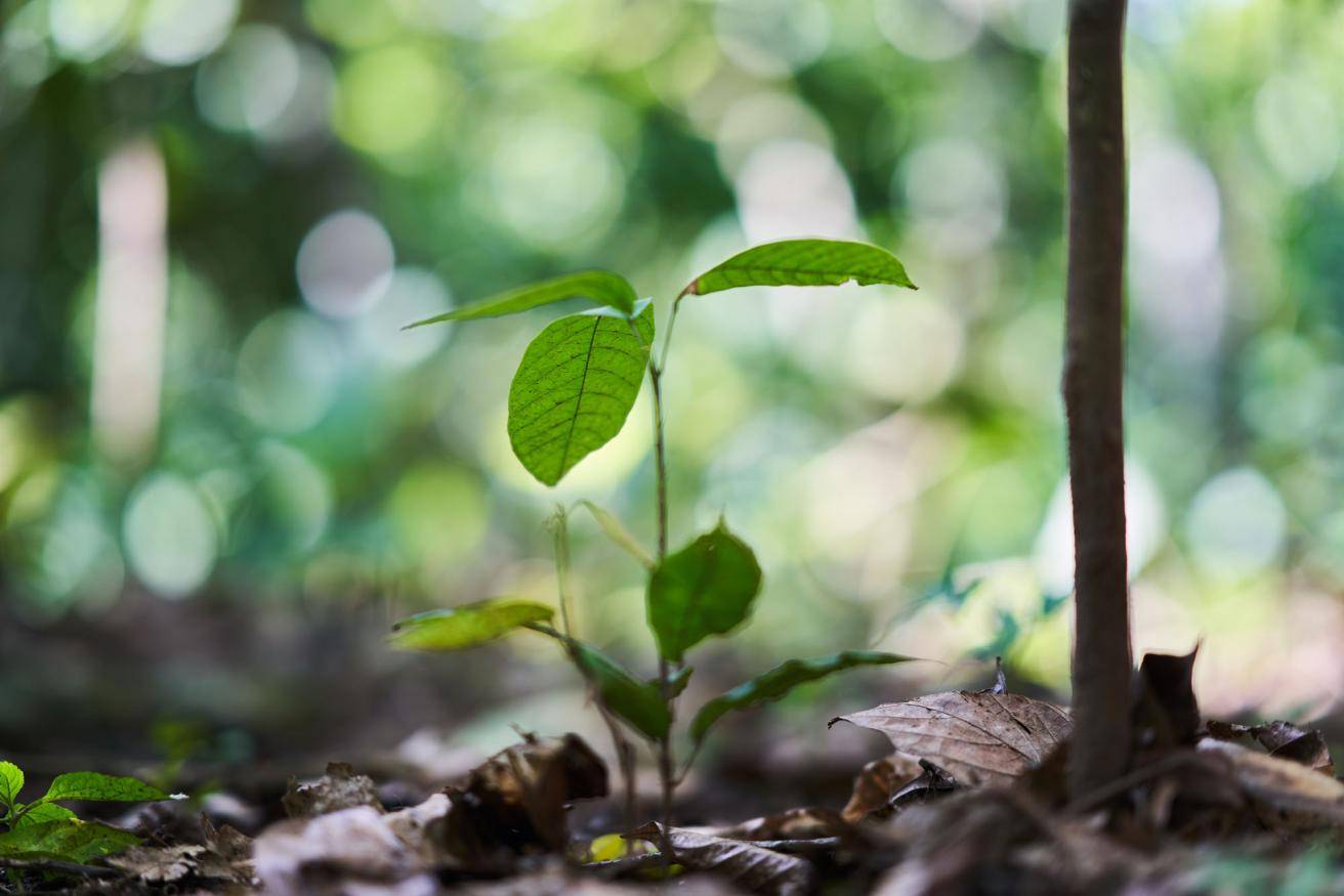 Forever Chocolate Thriving Nature