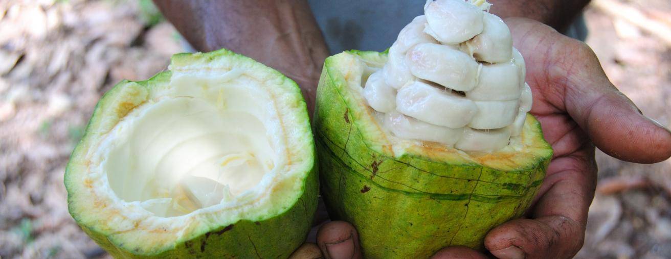 cacaofruit opened