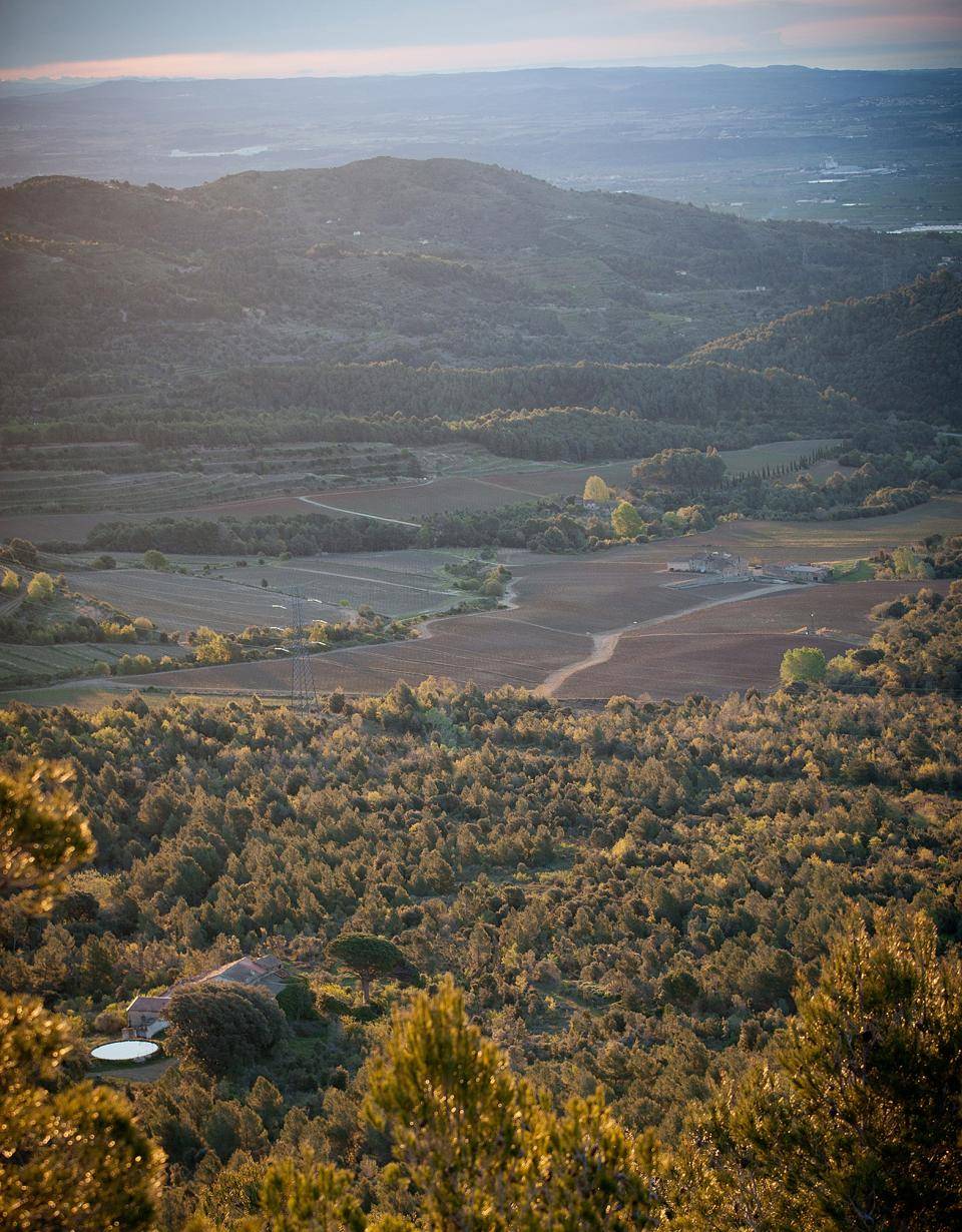 Almonds orchards in Spain