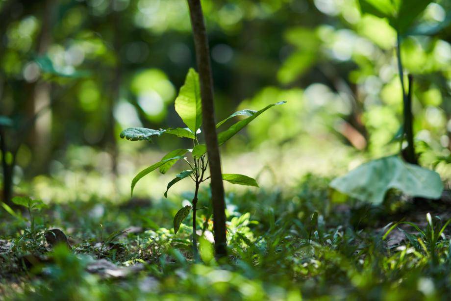 Thriving nature - Forever Chocolate