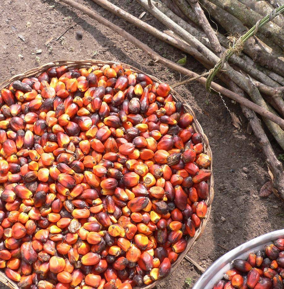 Palm-Oil