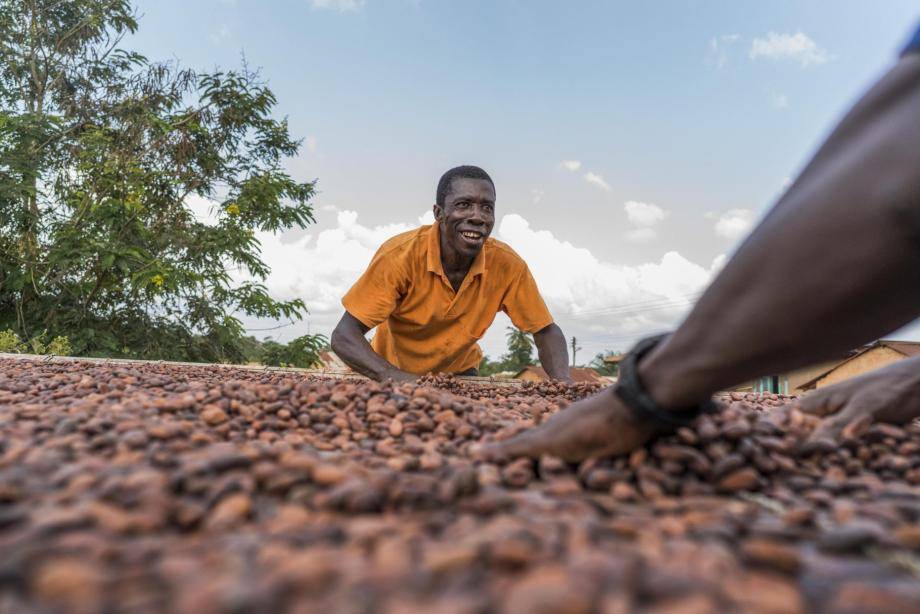 Cacao beans