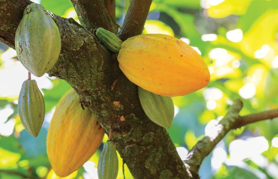 cacaofruit 
