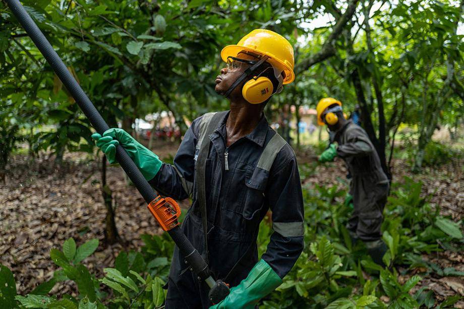 Labor team pruning cocoa trees
