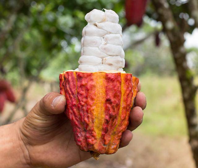 opened cacaofruit