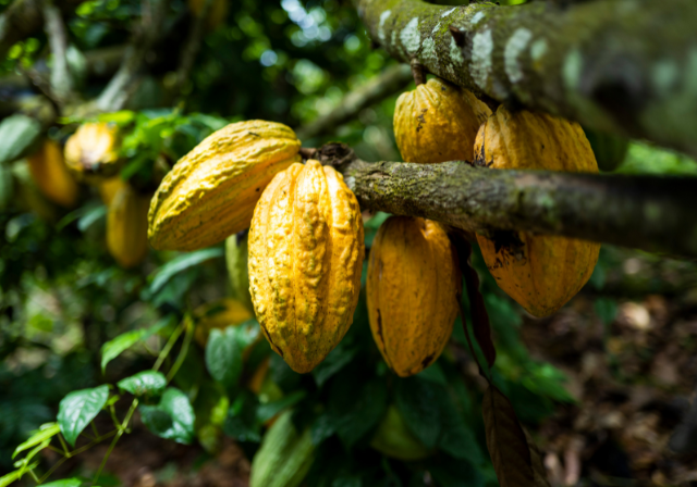 Origin Beans - Barry Callebaut