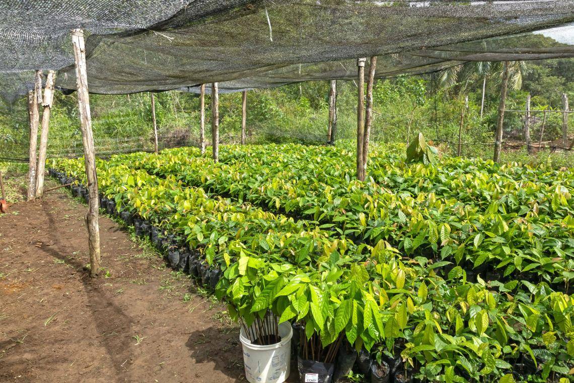Barry Callebaut and Nestlé Partner to Accelerate Towards Net Zero Cocoa in Brazil